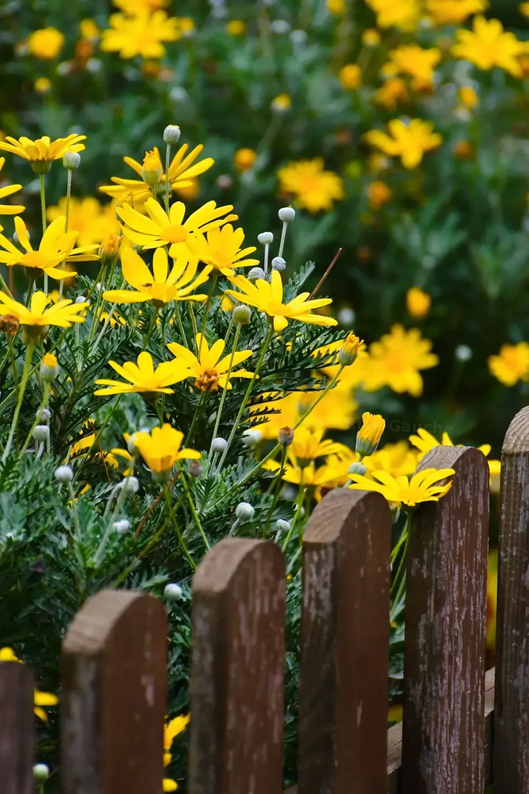 Préparer son jardin pour le retour du printemps